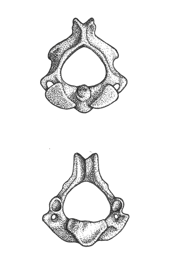 Drawing of a vertebrae 1