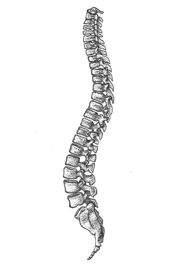 Drawing of a spine