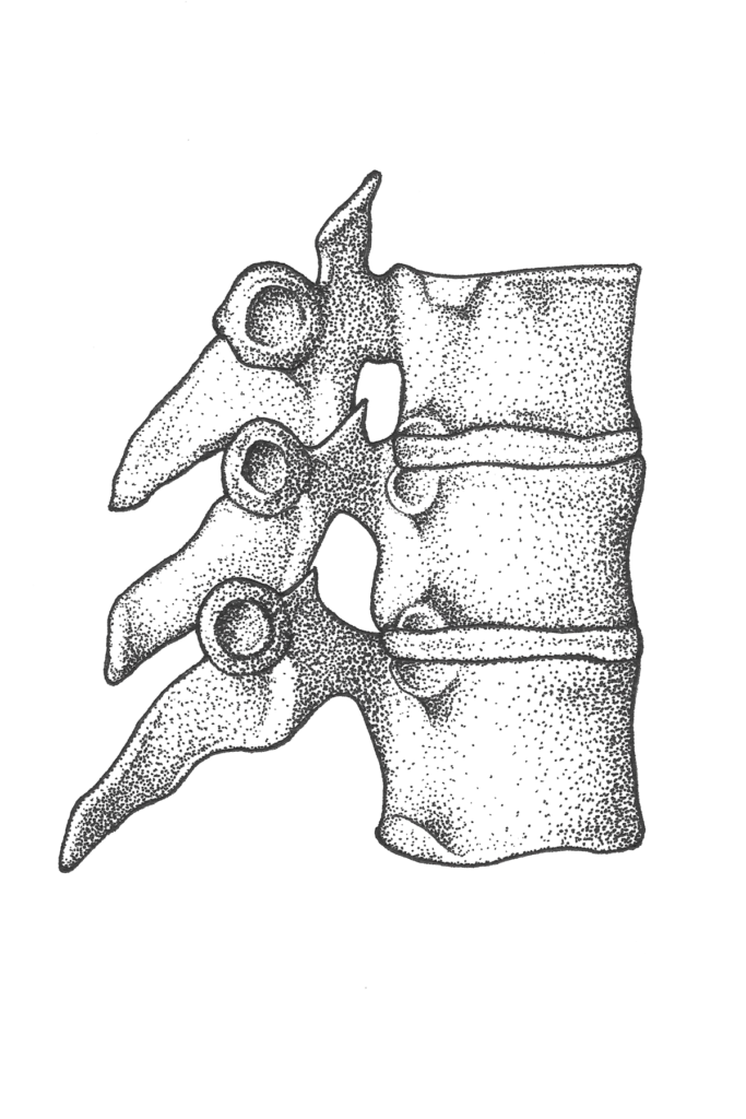 Drawing of a set of vertebrae